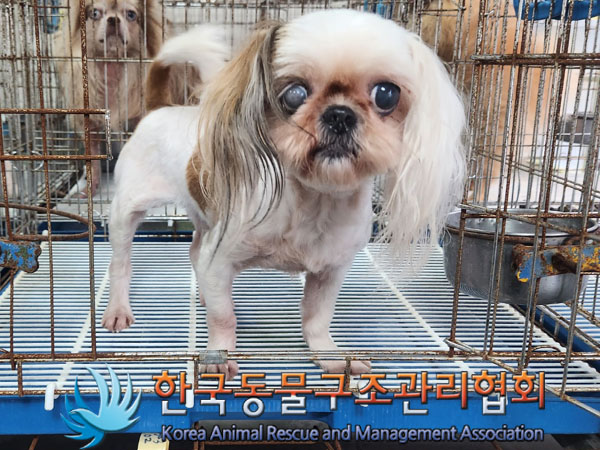 종료(입양) 시츄의…